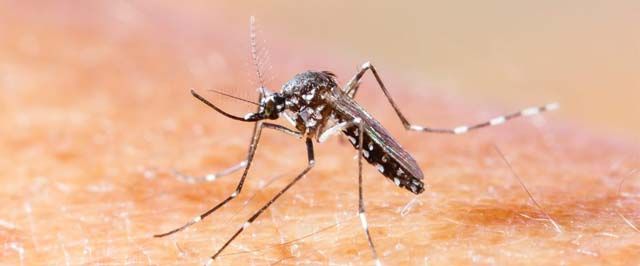 Chikungunya bate recorde no RJ: 6.765 casos nos primeiros meses de 2019