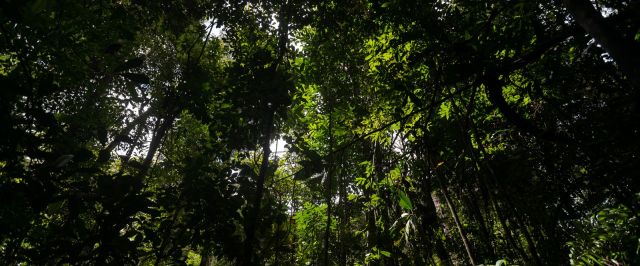 Brasil pode liderar "nova economia florestal" com reflorestamento de espécies nativas e madeira certificada.