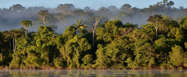 Brasil tem 50 milhões de hectares ‘vazios’ para replantar árvores.