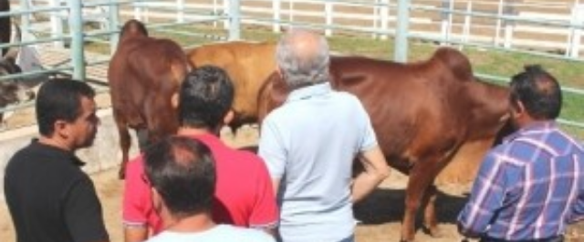 Prefeitura busca melhoramento genético do gado de corte com aquisição de novos reprodutores