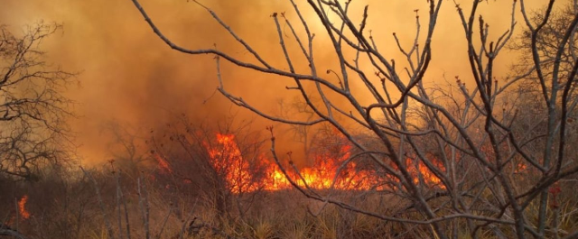 Incêndio descontrolado atinge zona rural de Floresta, no sertão de Pernambuco