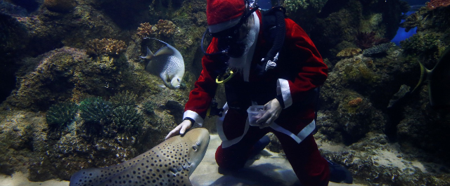 Mergulhador vestido de Papai Noel brinca com tubarões em Malta