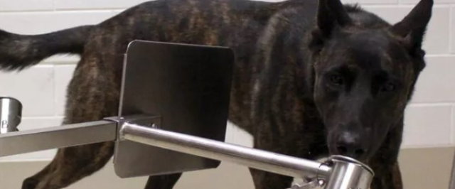 Cientistas estão treinando cachorros para "farejar" a Covid-19