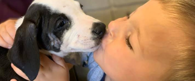 Menino com lábio leporino adota cadela nos EUA que também tem fenda labial