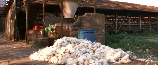 Produtores relatam morte de mais de 30 mil galinhas por causa do calor
