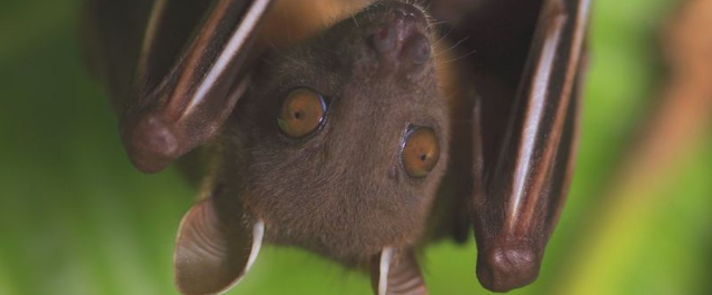 A campanha de cientistas para defender morcegos "acusados" de originar a Covid-19