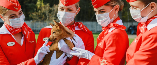 Aeroporto treina filhotes de cães-farejadores para identificar passageiros com Covid