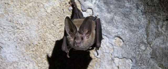 Morcegos praticam distanciamento social quando estão doentes, aponta estudo