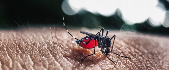 Brasil tem mais de 30 mil casos notificados de dengue nas primeiras semanas de 2020