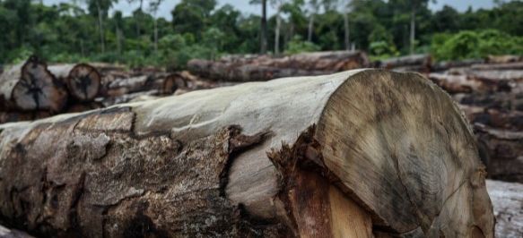 Desmatamento na Amazônia em março cresceu 279% em comparação a 2019