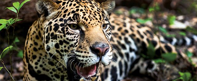 Maior felino das Américas, a onça-pintada está criticamente ameaçada de extinção na caatinga, entenda os riscos