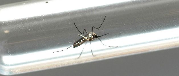Estados temem epidemias de dengue e outras doenças junto com coronavírus