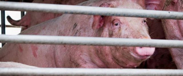 Novo vírus da gripe com "potencial pandêmico" é encontrado na China, em porcos.