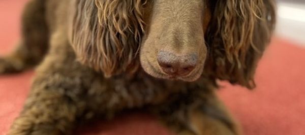 Cachorros são treinados para sentir o cheiro da Covid-19 em pessoas assintomáticas